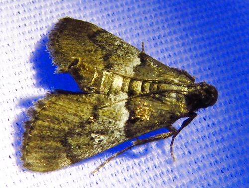 Zeller's Macalla Moth photo 4