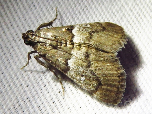 Zeller's Macalla Moth photo 3