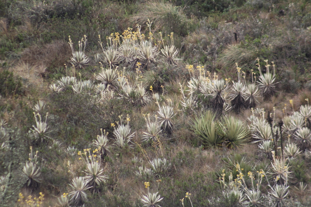 Espeletia grandiflora; photograph (c) GERMAN LEONEL SARMIENTO CRUZ, some rights reserved (CC BY)