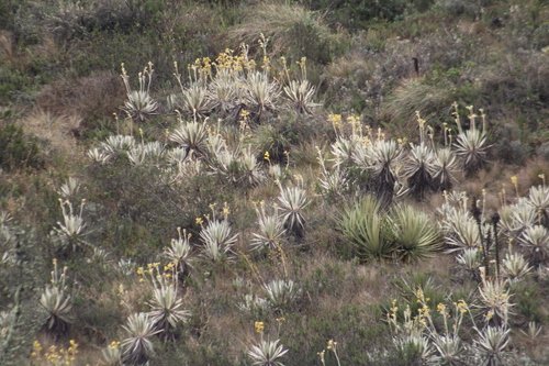 Espeletia grandiflora
