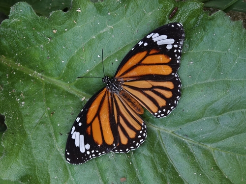 Common Tiger Butterfly