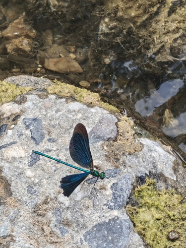 Beautiful Demoiselle