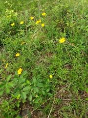 Coreopsis grandiflora