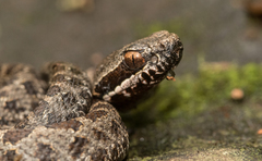 Crotalus campbelli
