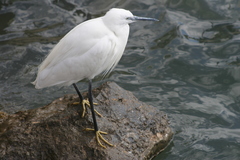 Egretta garzetta