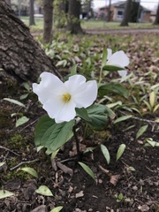 Trillium grandiflorum