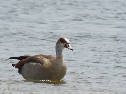 Egyptian Goose