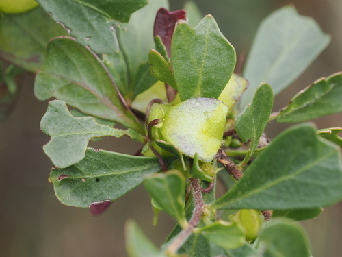 triangle-leaved hop bush
