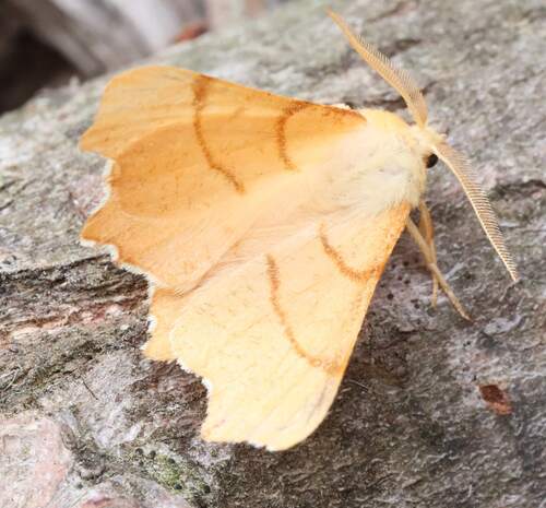 September Thorn
