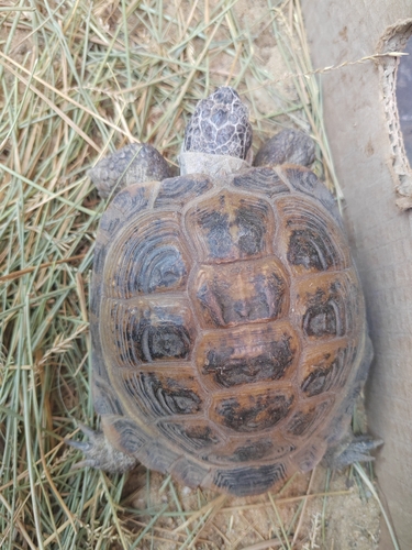 Afghan Tortoise