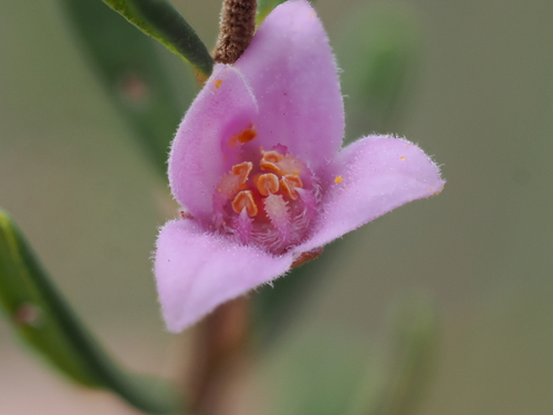 sandstone boronia