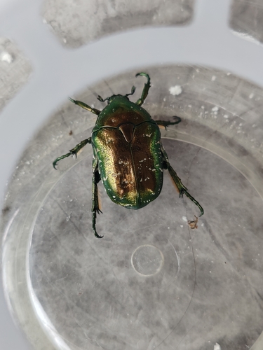 Oriental Flower Beetle