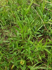 Coreopsis grandiflora