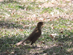 Turdus grayi