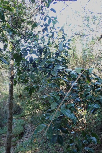 Curtisia dentata, photograph 3