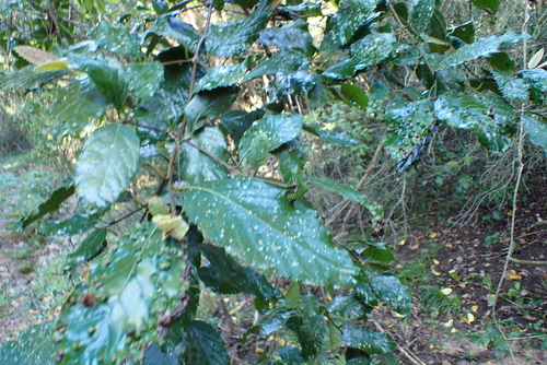 Curtisia dentata, photograph 4
