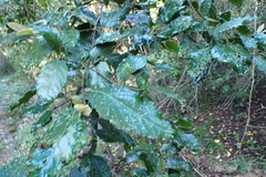Curtisia dentata, photograph (c) Karen Eichholz, some rights reserved (CC BY)