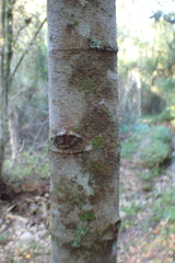 Curtisia dentata, photograph (c) Karen Eichholz, some rights reserved (CC BY)