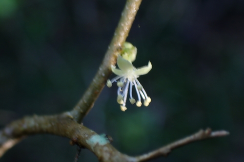 Dovyalis rhamnoides, photograph 1