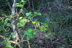 Dovyalis rhamnoides