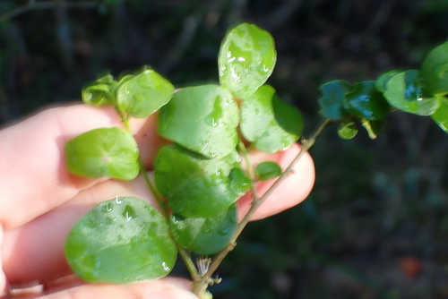 Dovyalis rhamnoides, photograph 2