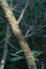 (c) Karen Eichholz, some rights reserved (CC BY) Dovyalis rhamnoides, photograph (c) Karen Eichholz, some rights reserved (CC BY)
