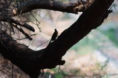 Turdus rufopalliatus