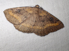 Casbia melanops