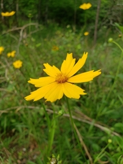 Coreopsis grandiflora