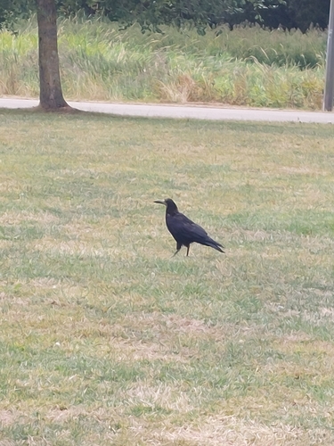 Rook