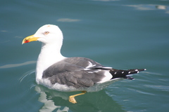 Larus fuscus