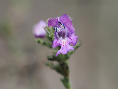 Prostanthera cryptandroides euphrasioides