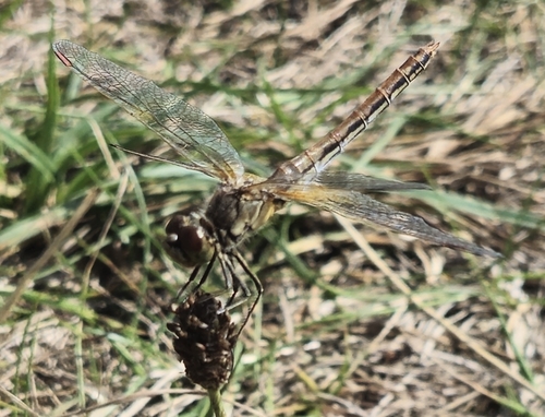 Yellow-winged Darter