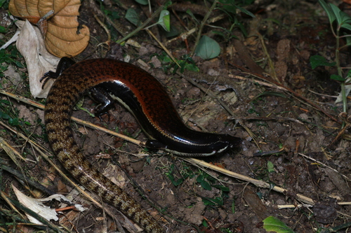 Sphenomorphus muelleri observed 2026-07-23