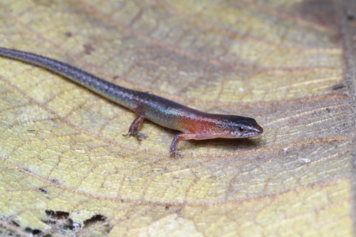 Lygisaurus novaeguineae observed 2026-07-22