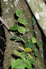 Diospyros whyteana, photograph (c) Karen Eichholz, some rights reserved (CC BY)