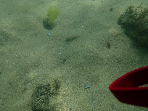 Upeneus japonicus observed 2026-08-07