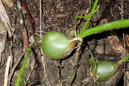Albuca bracteata