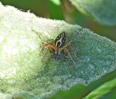 Oxyopes heterophthalmus