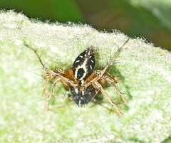Oxyopes heterophthalmus