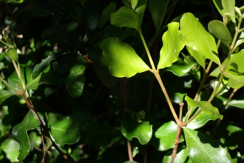 Euclea undulata, photograph 5