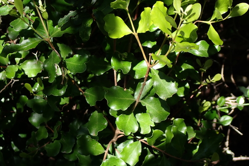 Euclea undulata, photograph 4