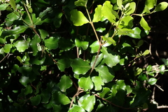 Euclea undulata, photograph (c) Karen Eichholz, some rights reserved (CC BY)