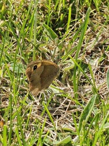 Meadow Brown