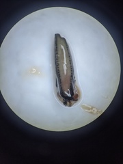 Hesperarion hemphilli