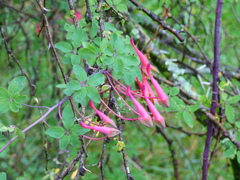 Tropaeolum pentaphyllum
