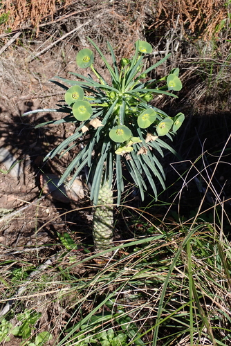 Euphorbia clava
