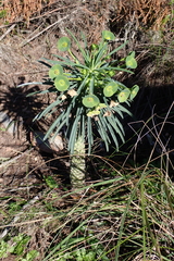 (c) Karen Eichholz, some rights reserved (CC BY) Euphorbia clava, photograph (c) Karen Eichholz, some rights reserved (CC BY)