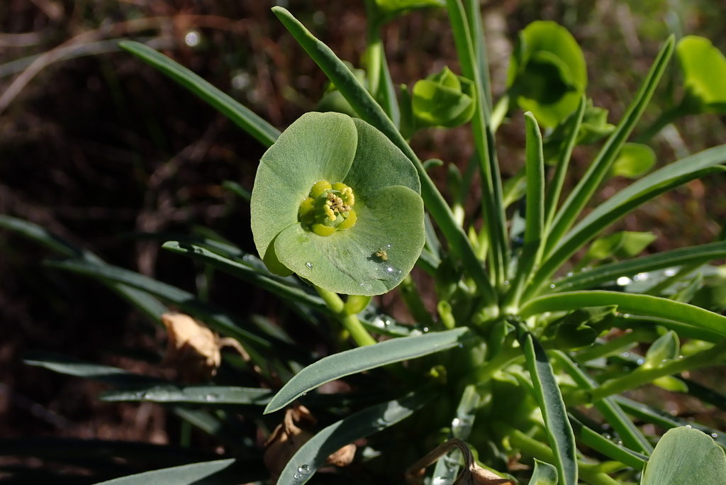 Euphorbia clava; photograph (c) Karen Eichholz, some rights reserved (CC BY)