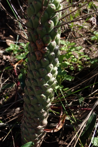 Euphorbia clava, photograph 2